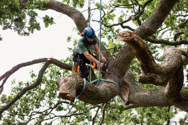 Reliable Flagler Estates, FL Tree Services Solutions