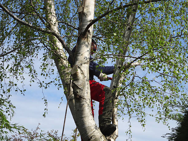 How Our Tree Care Process Works  in  Flagler Estates, FL